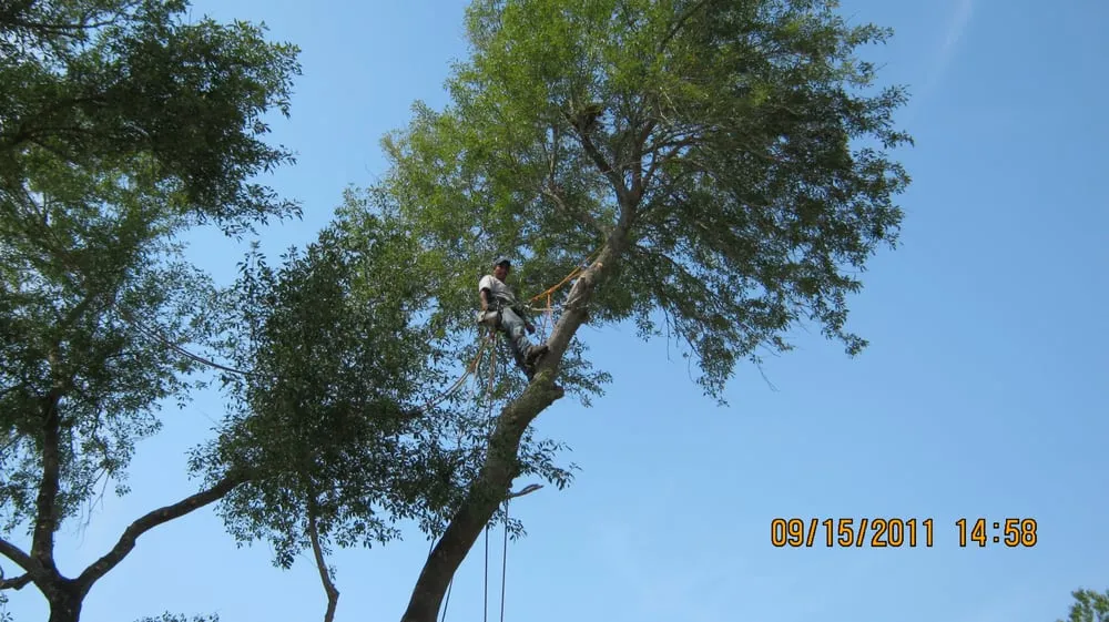 Local outdoor landscaping for residential properties across League City, TX - LDI Services