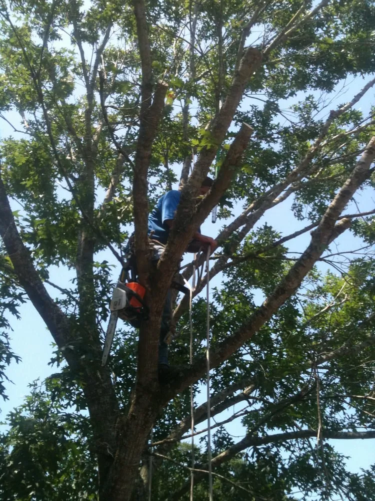 Top-rated garden landscaping experts serving League City, TX - LDI Services