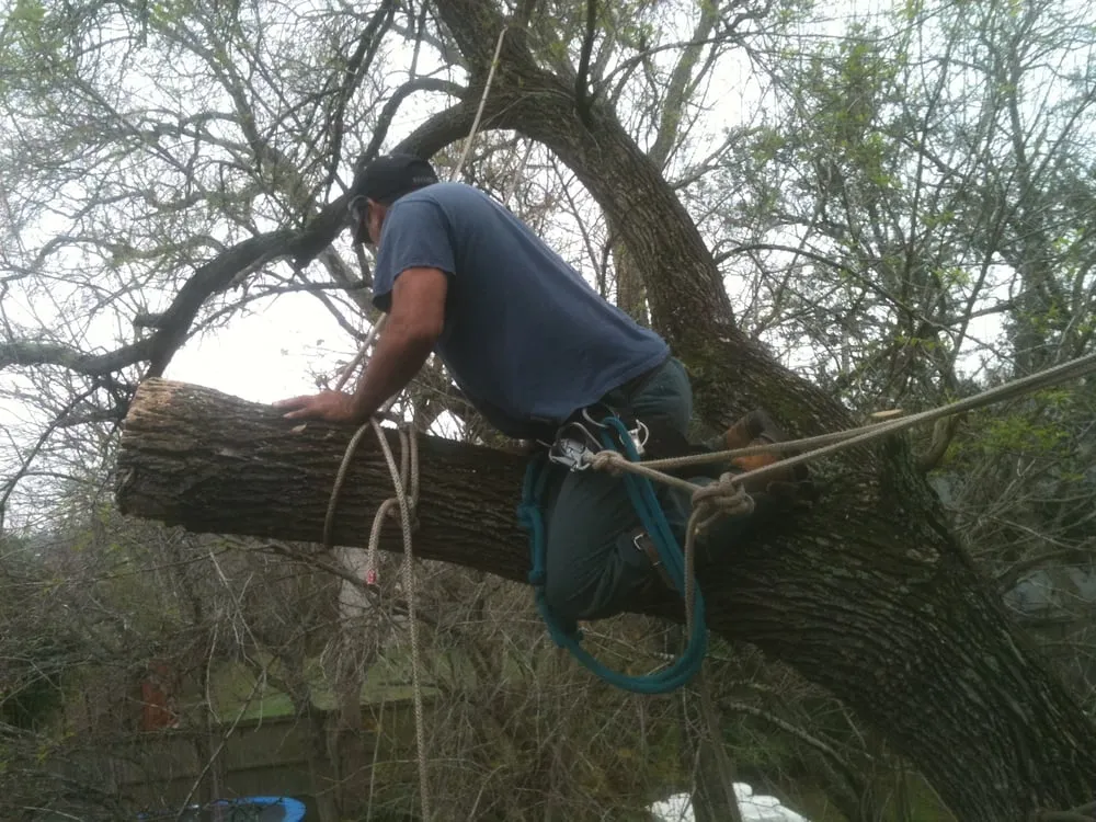 Affordable yard maintenance experts serving League City, TX - LDI Services