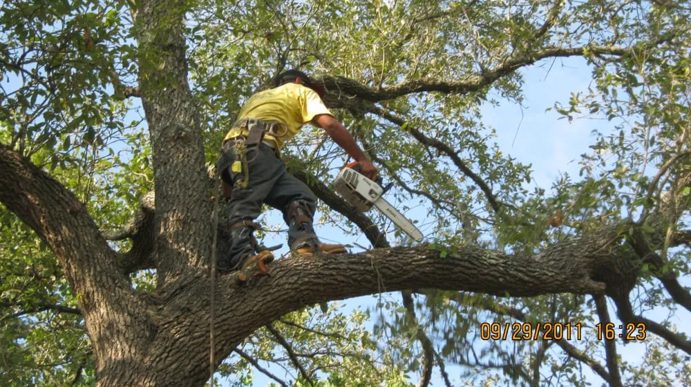 Local landscaping services in League City, TX - LDI Services