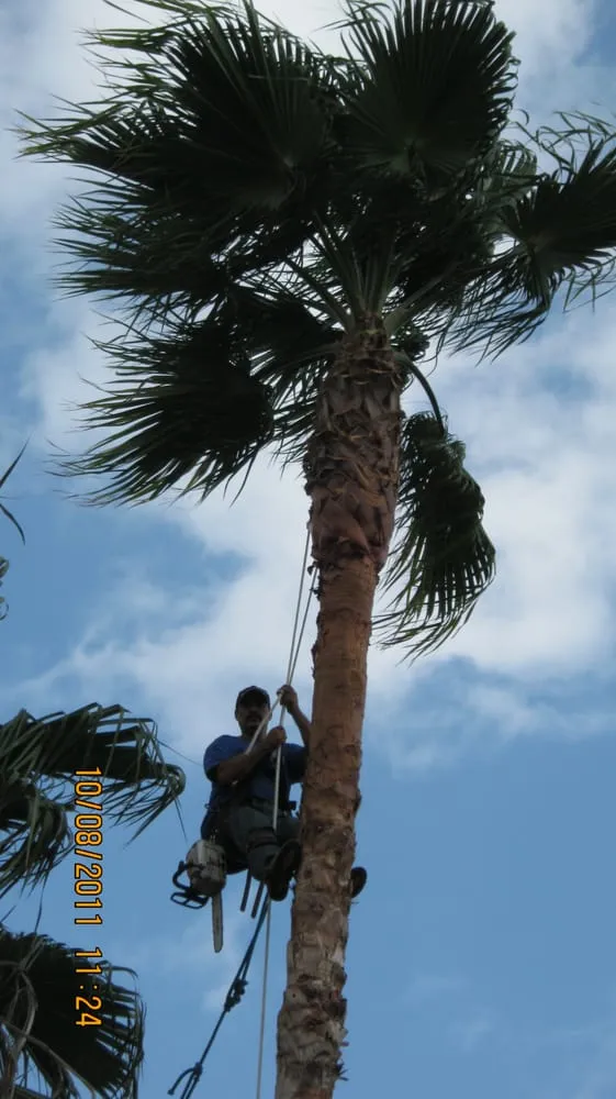 Custom yard cleanup service near you in League City, TX by LDI Services