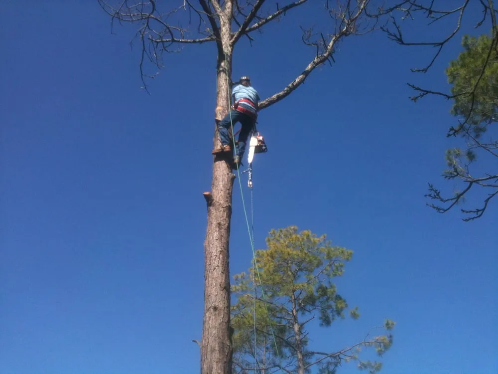 Top-rated lawn care service for beautiful yards in League City, TX by LDI Services