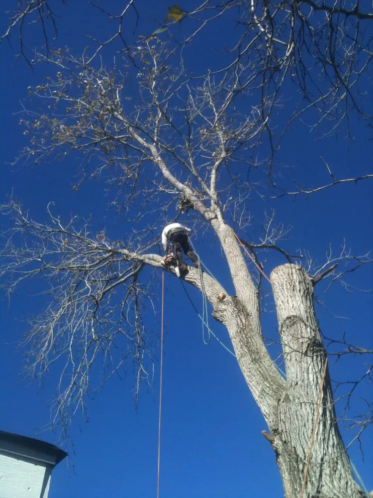 Top-rated landscape installation for year-round maintenance across League City, TX - LDI Services