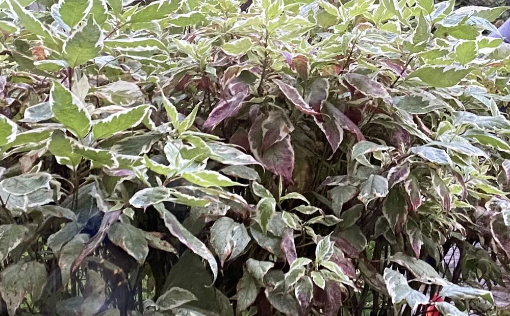 Affordable yard maintenance in Seville, OH - LDK Landscaping