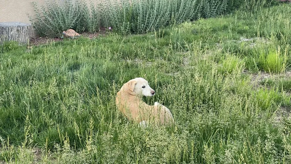 Reliable lawn mowing service experts serving Albuquerque, NM - LDR Landscaping