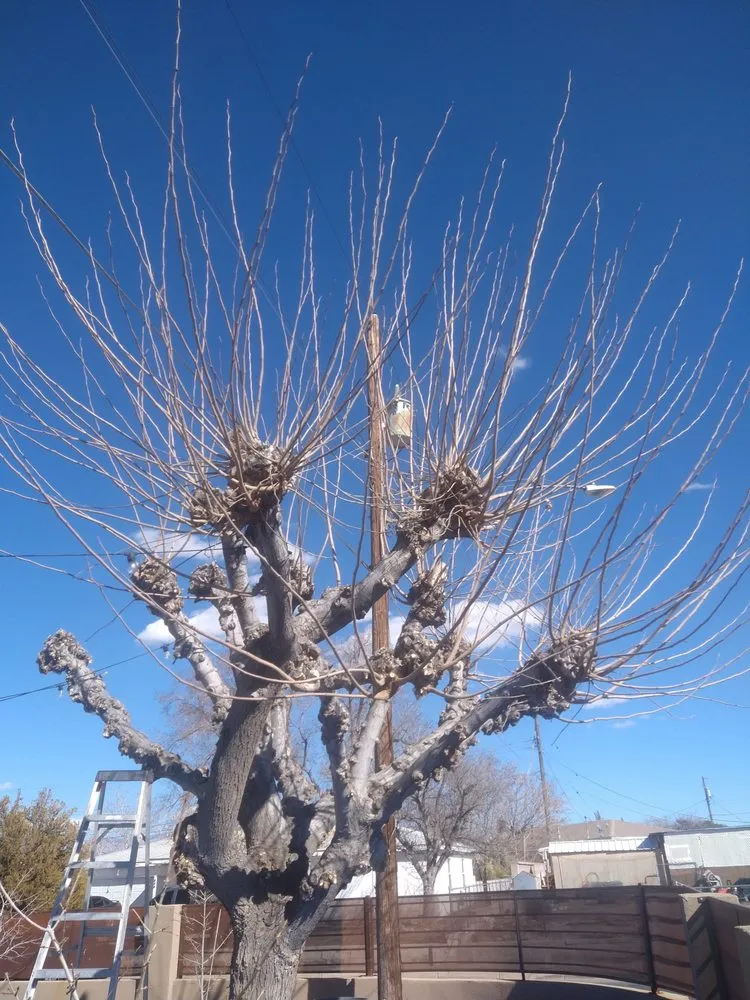 Expert outdoor landscaping experts serving Albuquerque, NM - LDR Landscaping