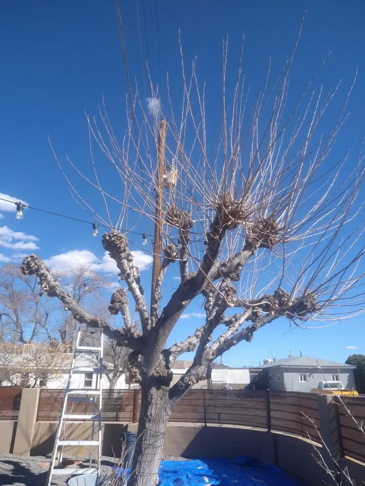 Professional landscaping services with custom design across Albuquerque, NM - LDR Landscaping