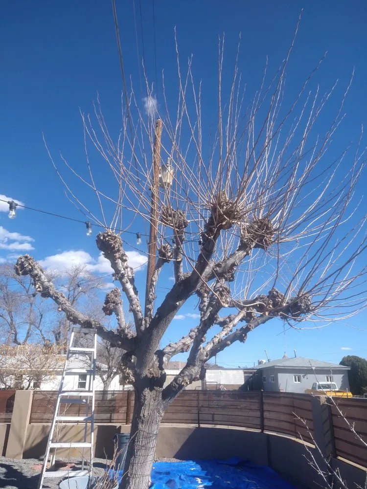 Top-rated landscaping services in Albuquerque, NM by LDR Landscaping