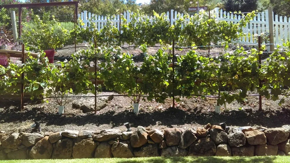 Local yard cleanup service experts serving Novato, CA - Le Jardinier Landscape Construction