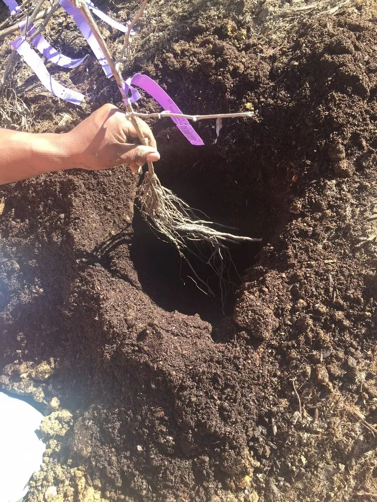 Top-rated residential landscaping in Novato, CA by Le Jardinier Landscape Construction