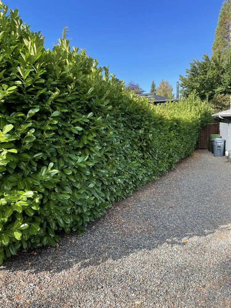 Custom yard maintenance experts serving Seattle, WA - Le Landscape & Yardwork