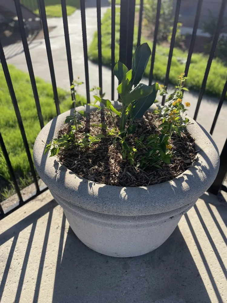 Trusted yard maintenance near you in Costa Mesa, CA by L&E Landscape Solutions