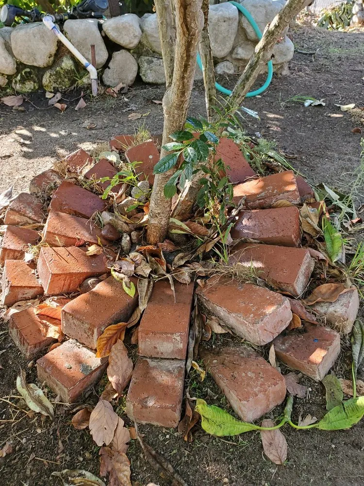 Custom yard cleanup service in San Diego, CA by Le Perv Landscape