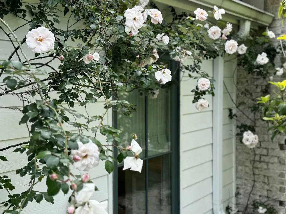 Affordable yard maintenance near you in Pensacola, FL by Le-Scape Landscape Design