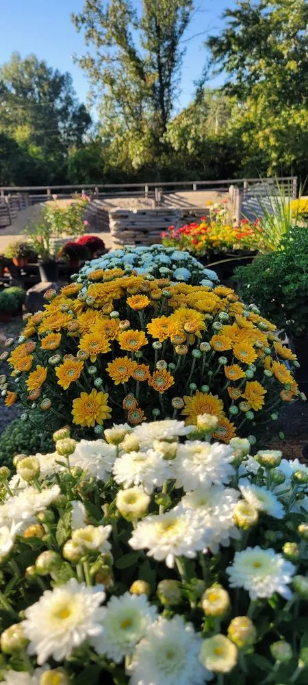 Affordable landscape design experts serving El Paso, AR - Leading Edge Landscaping And Supply