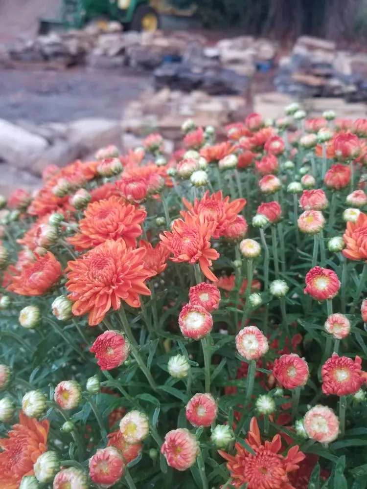 Trusted lawn care service in El Paso, AR - Leading Edge Landscaping And Supply