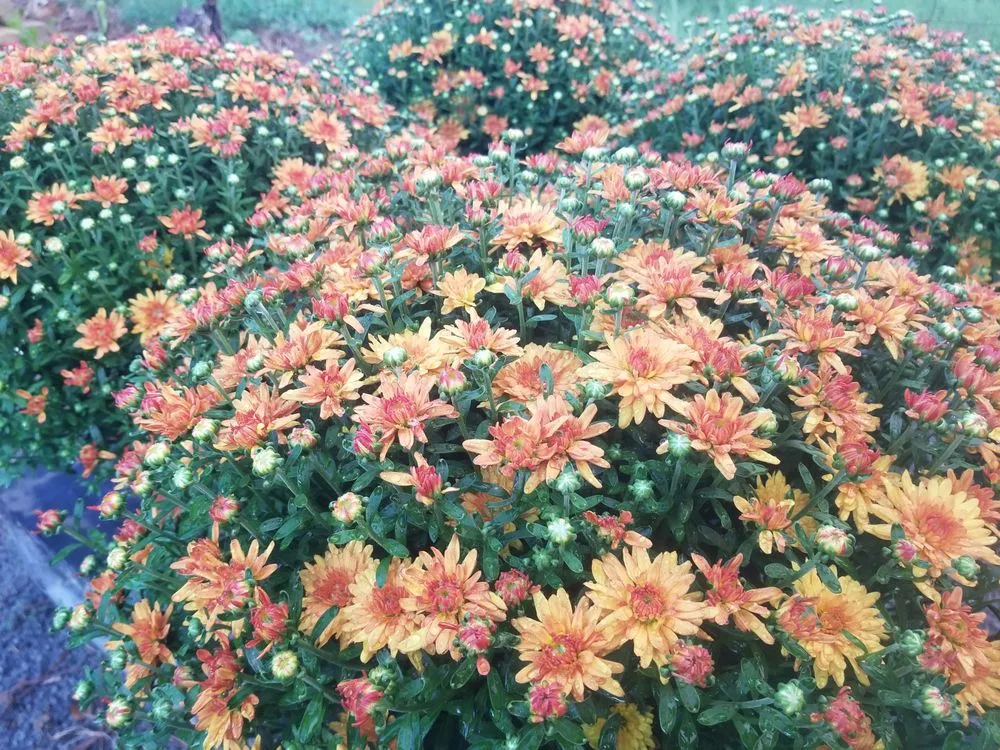 Local residential landscaping near you in El Paso, AR by Leading Edge Landscaping And Supply