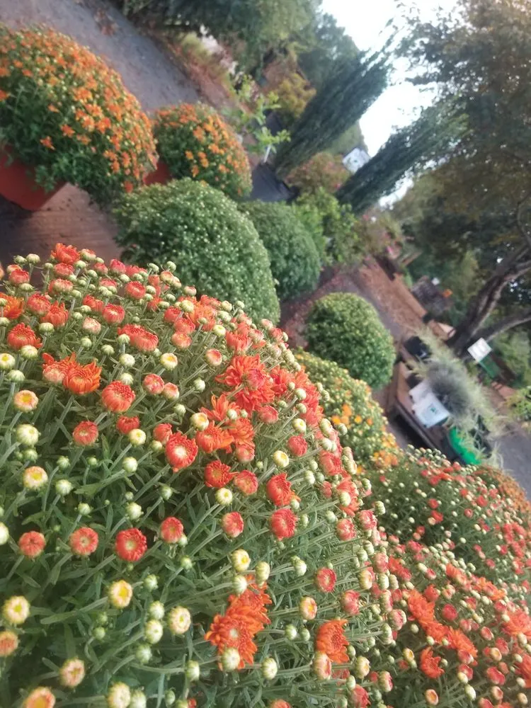 Professional garden landscaping for residential properties in El Paso, AR by Leading Edge Landscaping And Supply