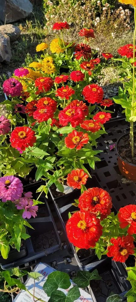 Local yard cleanup service for year-round maintenance in El Paso, AR by Leading Edge Landscaping And Supply