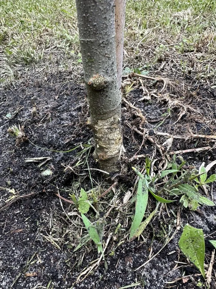 Expert landscaping services in Pompano Beach, FL by Leading Legacy Landscaping