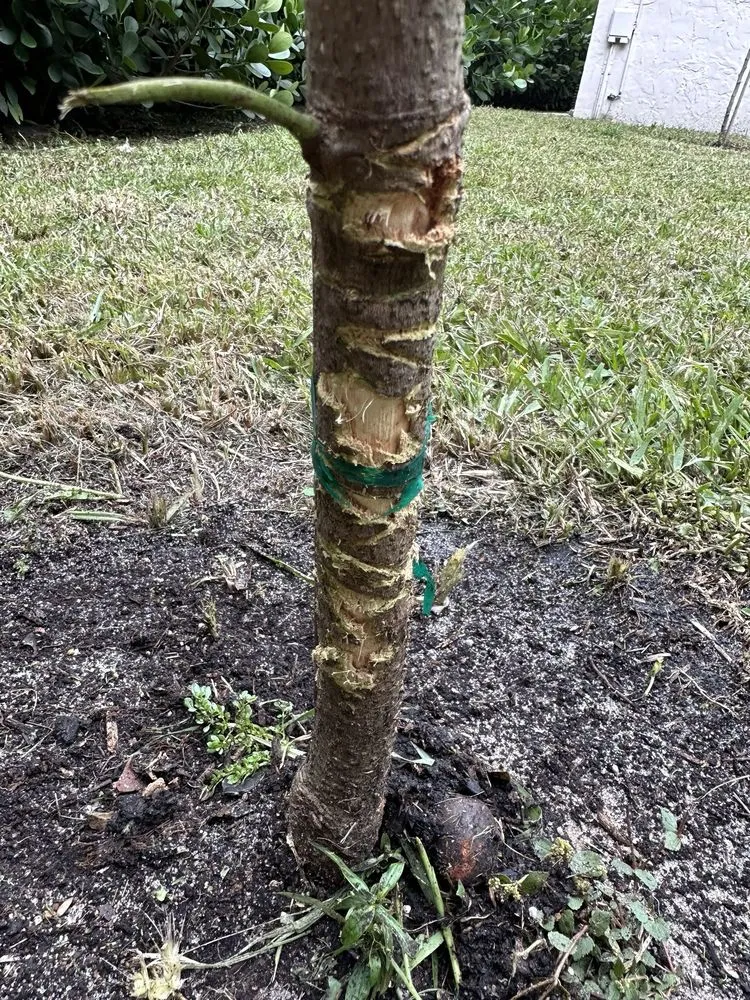 Top-rated yard cleanup service in Pompano Beach, FL by Leading Legacy Landscaping