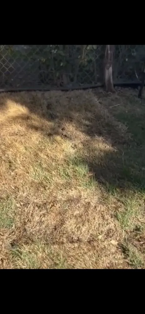 Local landscape installation in Kihei, HI - Leaf & Blade Lawn care