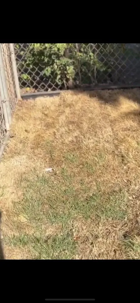 Reliable lawn care service in Kihei, HI - Leaf & Blade Lawn care