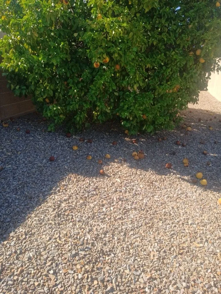 Top-rated lawn care service for residential properties across Tucson, AZ - Leaf and Hammer