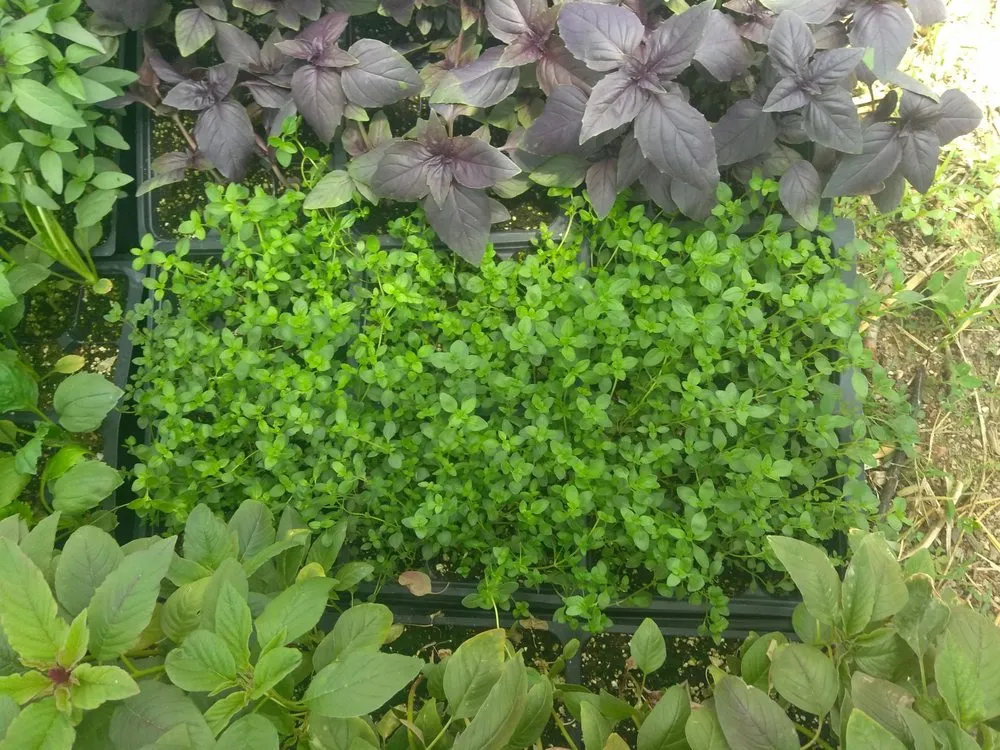 Local lawn care service with custom design across Wichita, KS - Leaf It Be