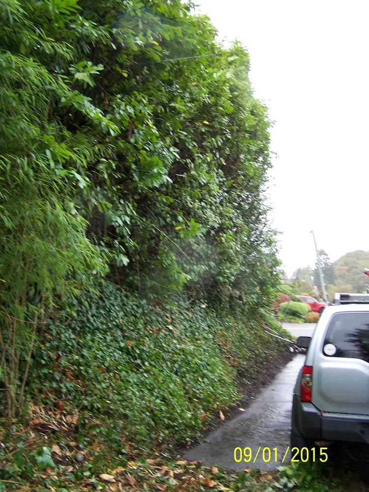 Affordable yard cleanup service for residential properties across Seattle, WA - Leaf It To Me