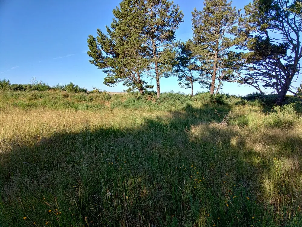 Local yard cleanup service experts serving Centralia, WA - Leaf It To Us Lawncare