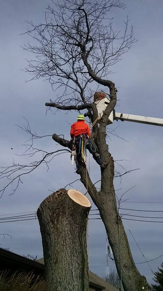 Top-rated garden landscaping in Villa Grove, IL by Leaf It To Us Total Tree Care Plus