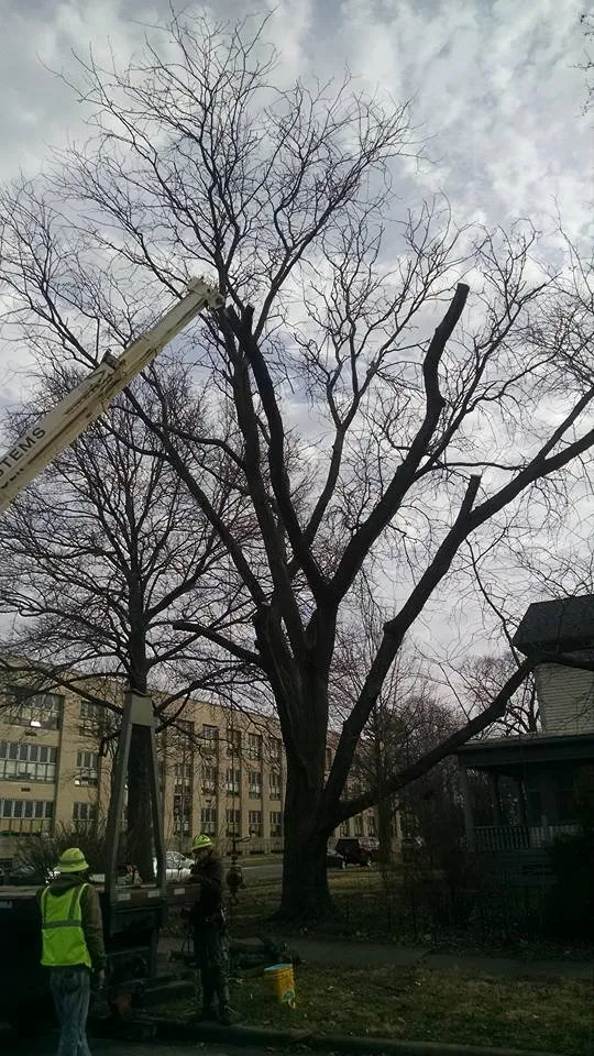 Custom yard cleanup service in Villa Grove, IL - Leaf It To Us Total Tree Care Plus