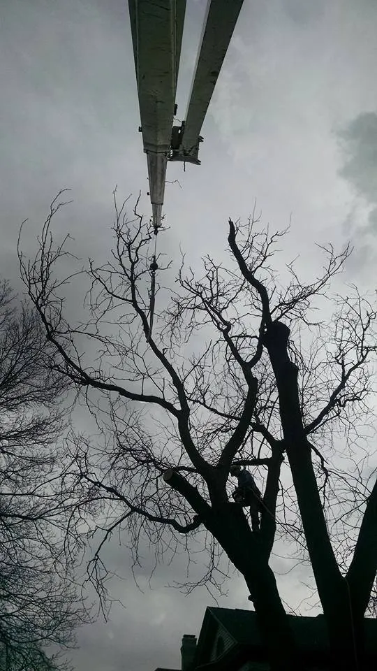 Reliable residential landscaping for outdoor upgrades across Villa Grove, IL - Leaf It To Us Total Tree Care Plus