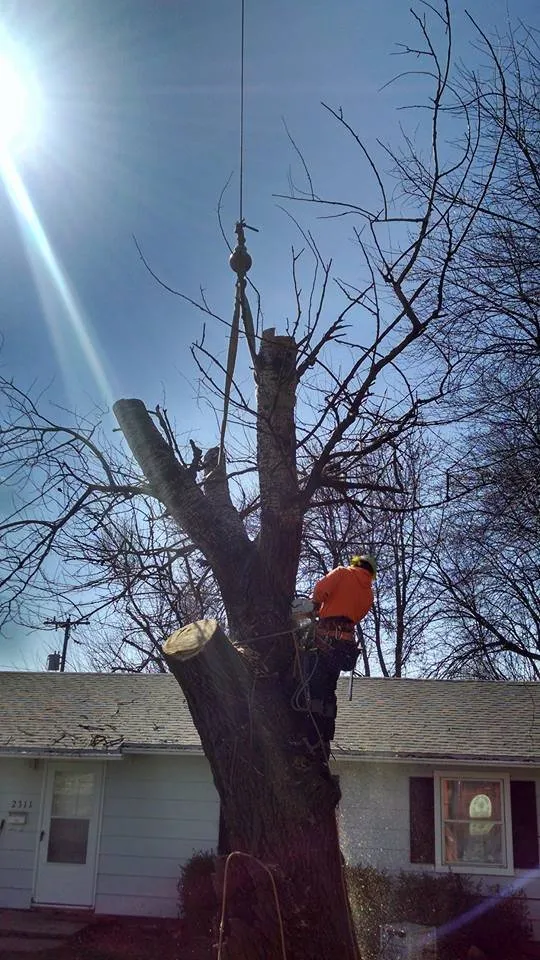 Custom yard cleanup service experts serving Villa Grove, IL - Leaf It To Us Total Tree Care Plus