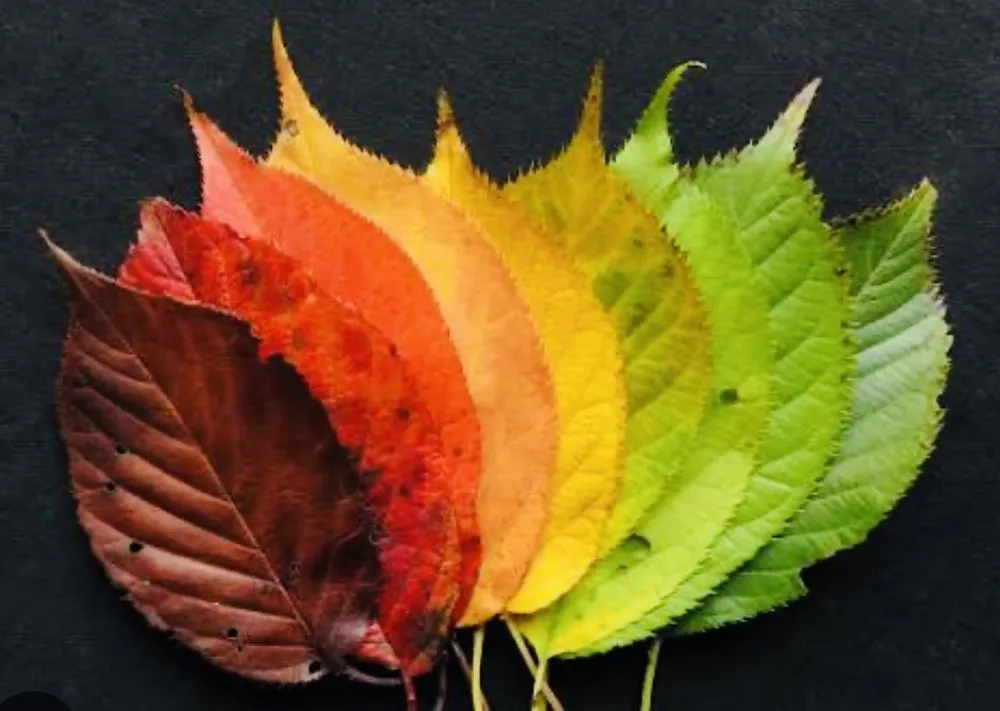 Reliable yard maintenance in White Oak, WV by Leaf it to Us