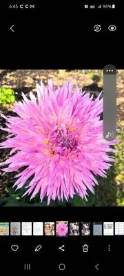 Leaf Life Landscaping Logo