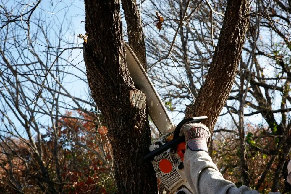 Professional yard maintenance in Aurora, CO by Leaf Life Tree Service