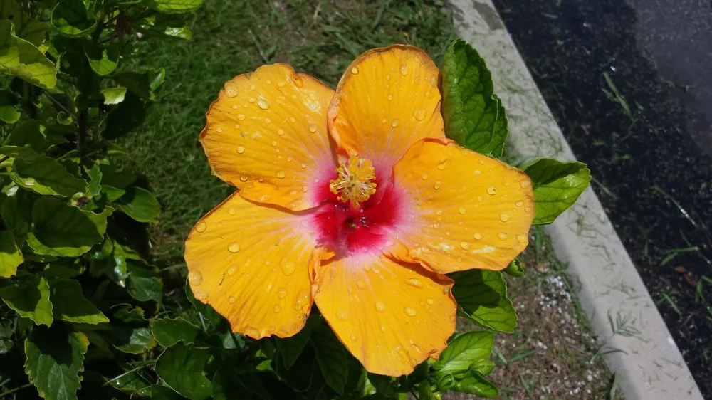 Expert yard maintenance experts serving Titusville, FL - LEAF SHARK Landscape Services of Brevard