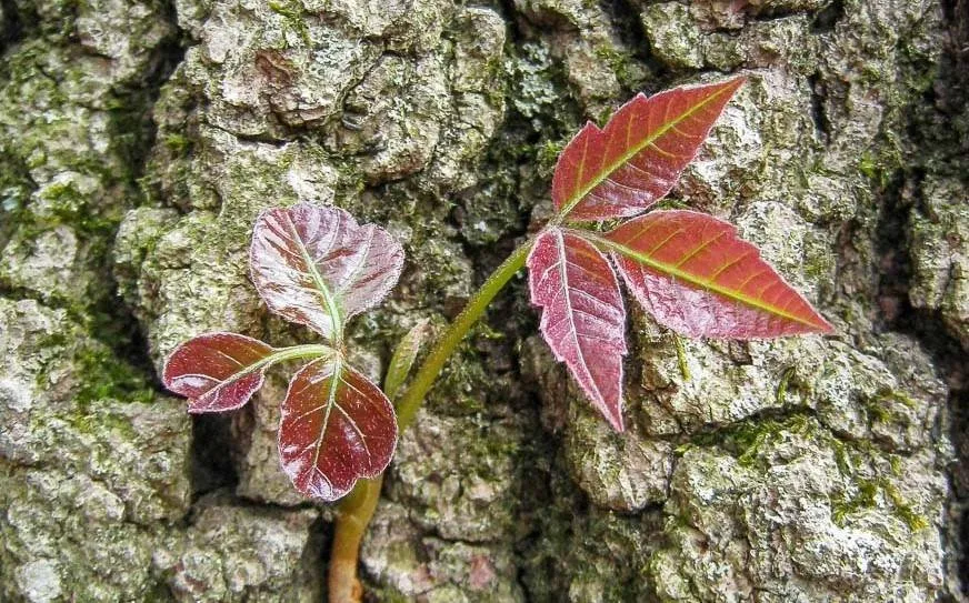 Expert yard cleanup service in Harrison Township, MI by Leafs Of Three