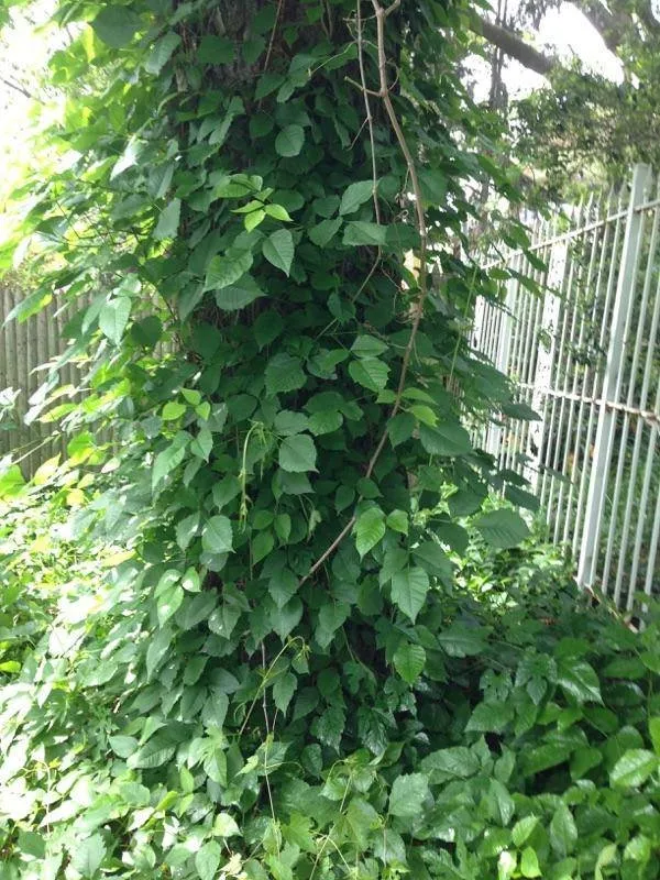 Custom lawn mowing service in Harrison Township, MI - Leafs Of Three