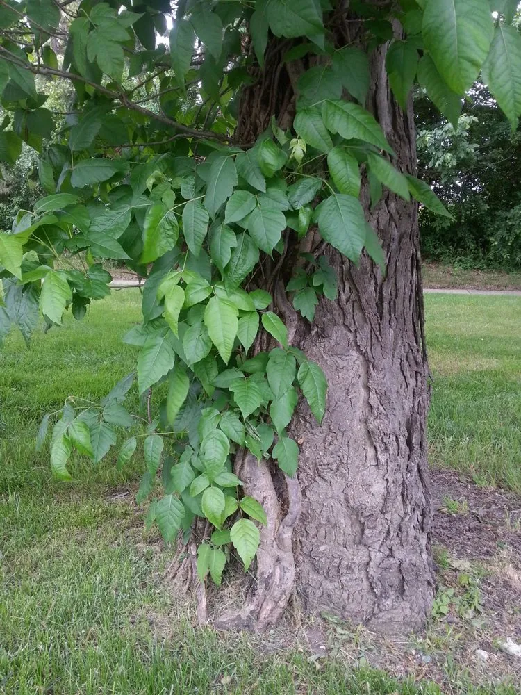 Local landscaping services in Harrison Township, MI - Leafs Of Three
