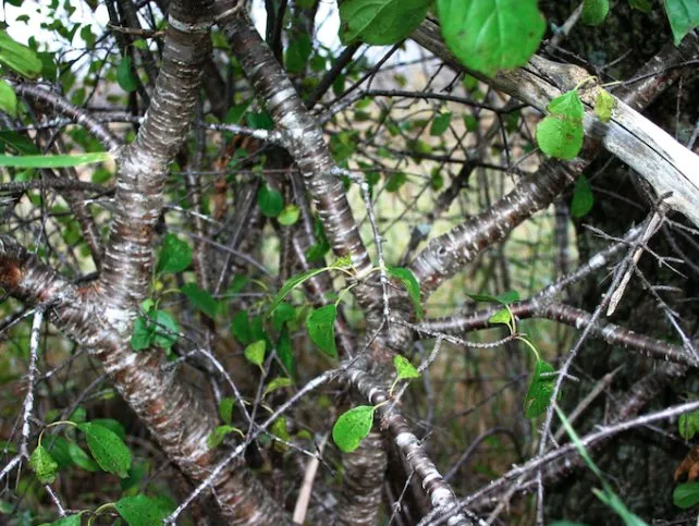 Local landscaping services in Harrison Township, MI by Leafs Of Three