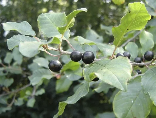 Professional yard cleanup service near you in Harrison Township, MI by Leafs Of Three