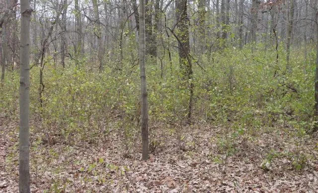 Reliable yard cleanup service in Harrison Township, MI - Leafs Of Three