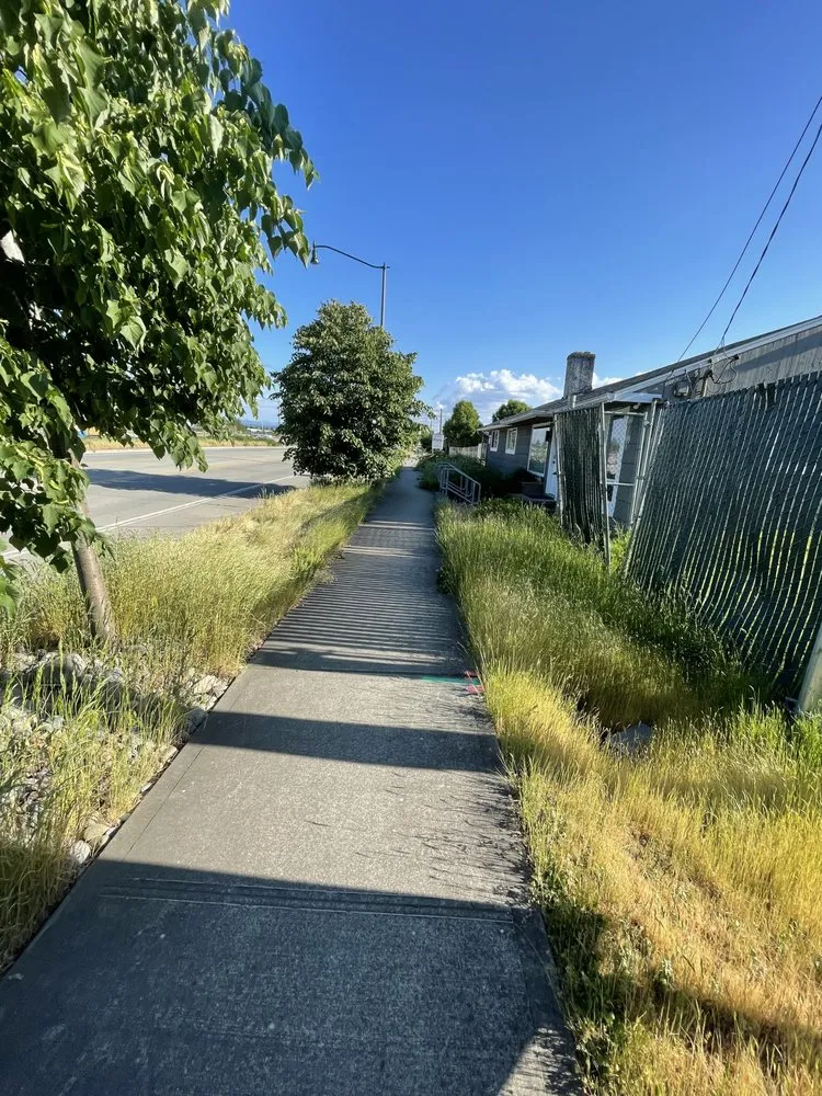 Expert lawn care service in Covington, WA - Leafy landscape