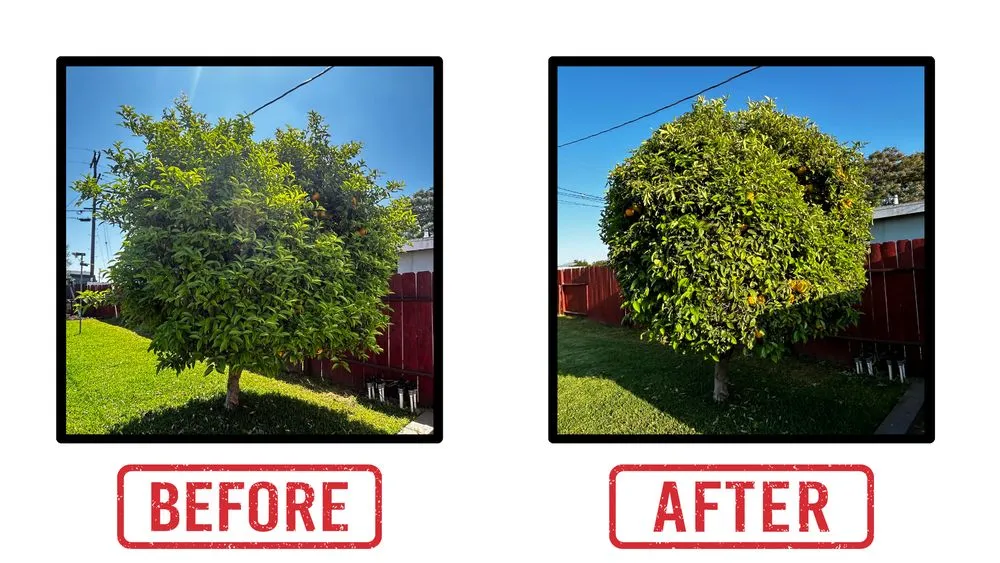 Professional landscape design in El Cajon, CA - Leafy Lawn Mower