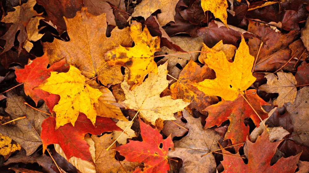 Professional lawn care service in Blacksburg, VA by LeafyKleen