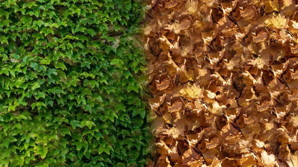 Custom lawn mowing service in Blacksburg, VA - LeafyKleen