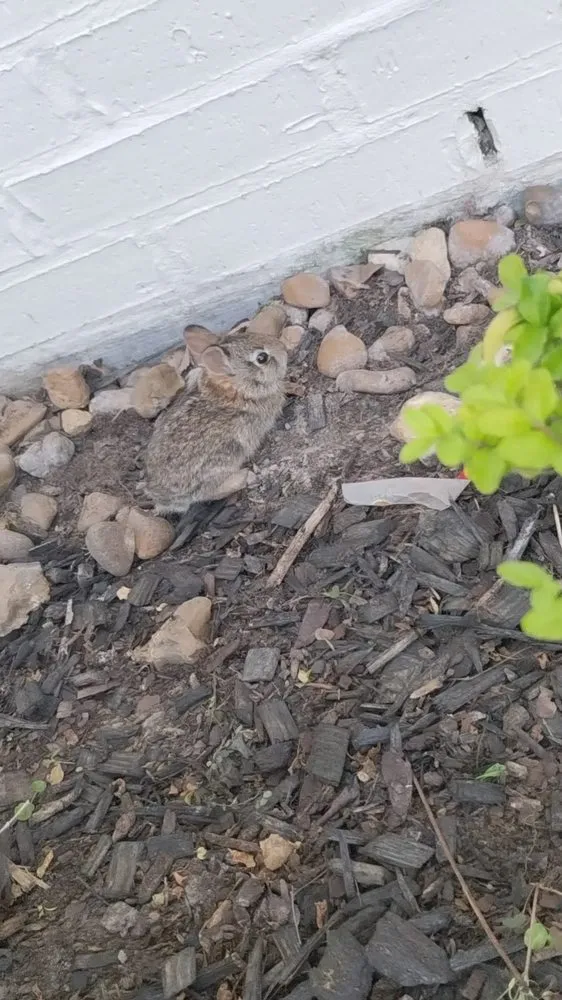 Trusted garden landscaping with custom design across Lake Charles, LA - Leah Runnels